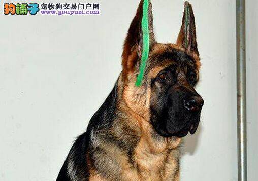 德国牧羊犬咳嗽而且带痰用点什么药物好