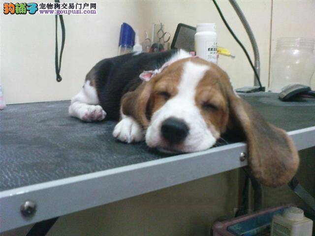 纯种健康的比格犬应该具备的基本特征