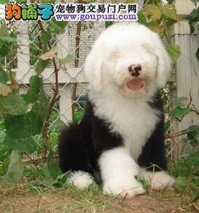 古代牧羊犬口吐黄水用什么方法治疗它