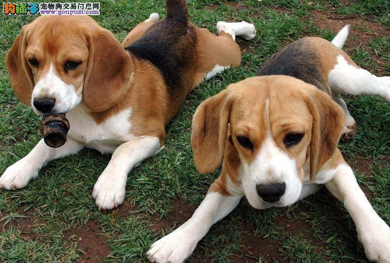 这样的比格犬千万不能买 辨别病犬