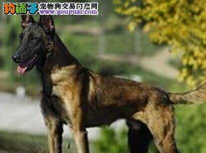 护理一本通 寒冷冬季马犬易患哪些疾病