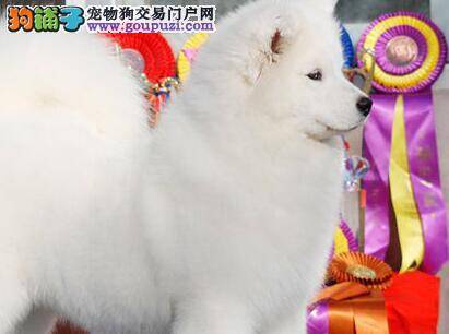 萨摩耶得了犬瘟热出现呕吐的情况还有救吗