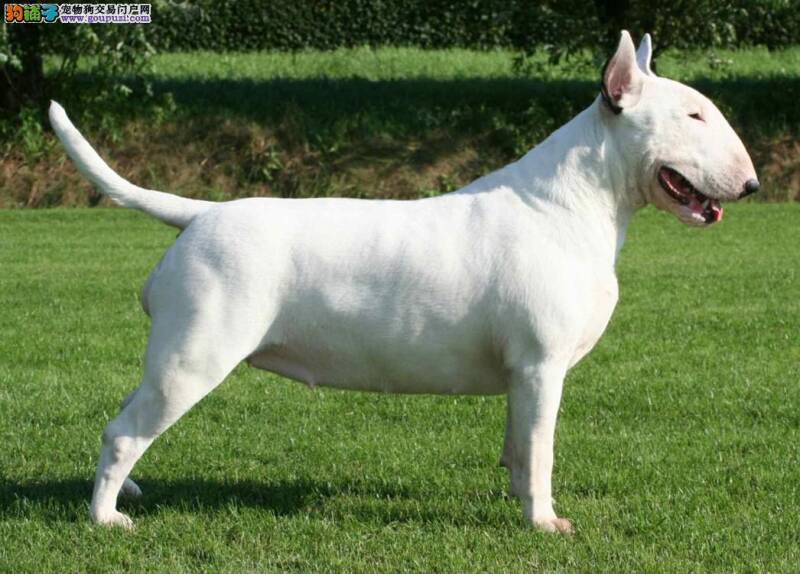 牛头梗刚到家不会用狗厕所怎么训练