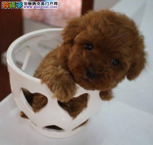 为什么我家茶杯犬总爱舔自己的爪子