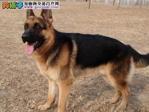 妙手回春 轻松搞定德国牧羊犬的肠胃炎问题
