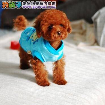 轻松去泪痕 泰迪犬脸上的泪痕如何根除