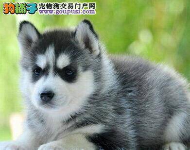 哈士奇精神不振，没食欲没事吧