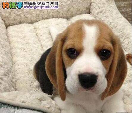 比格犬局部脱毛十分严重是什么皮肤病 怎么治疗