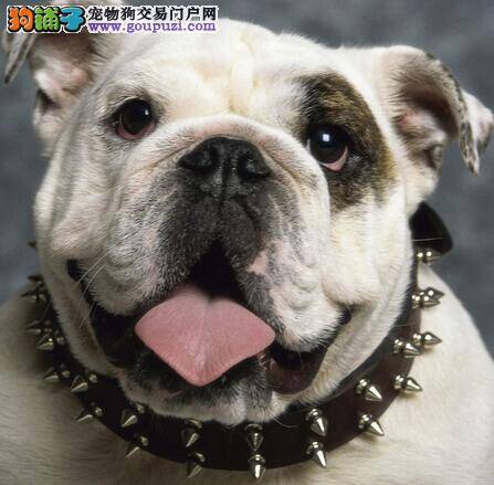 医疗一本通 斗牛犬的口腔出现异味怎么办