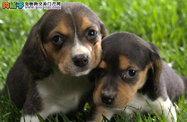 养比格犬须知 比格犬日常健康检测