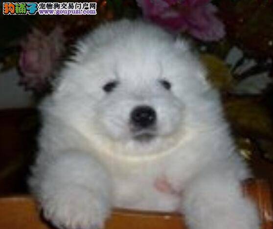 理智调教 五个要点让萨摩耶成为优秀的宠物狗