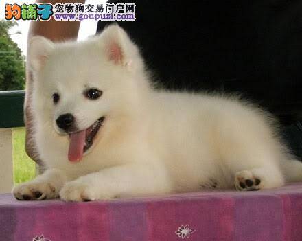 银狐犬又吐又拉的是什么情况