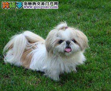 巧用妙招 让西施犬与孩子和谐相处