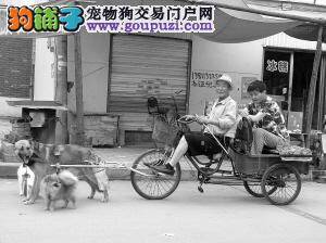 雨天金毛与主人走散  遇到了骑三轮的好心人