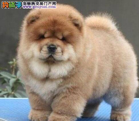 松狮犬最近总咳嗽是怎么回事