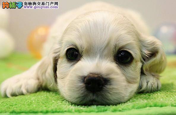购买可卡犬要避免交叉感染