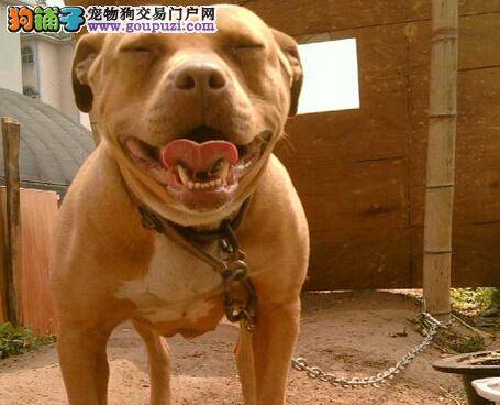 新宠主须知 护理产后比特犬的正确方法