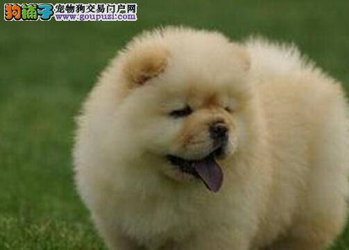 因点饲养 喂养松狮犬的护理全攻略