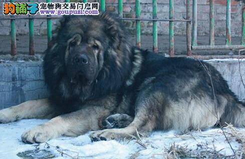 炎炎夏季如何让高加索犬远离害虫——蚊子