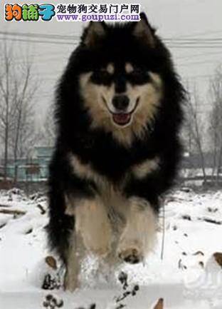 阿拉斯加雪橇犬与哈士奇有哪些相同与不同之处