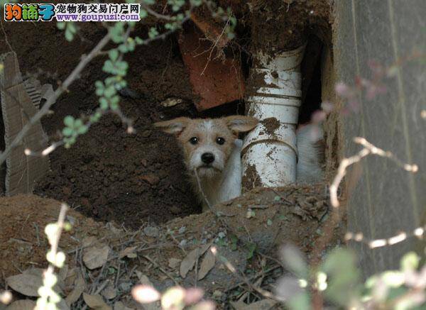 小区地下困住2只流浪狗，业主砸开地面救援