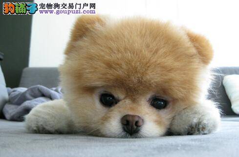 博美犬喜获“2014网络最受欢迎宠物”头衔 粉丝近千万