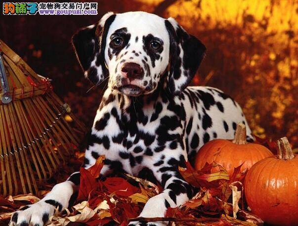 大麦町犬有风度又贴心的伴侣犬