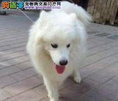 三伏炙热 有什么方法让萨摩耶顺利度夏呢