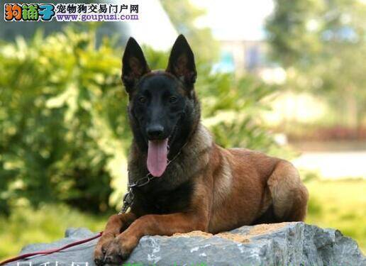 逐项选择 最宜购买的马犬应该具备的特征