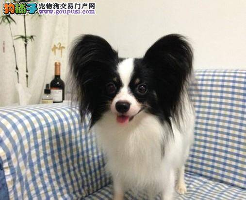 四十多天的蝴蝶犬这几天不怎么吃饭，没事吧