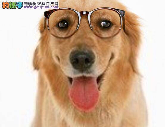 选购有技巧 购买金毛犬应注意三个要点