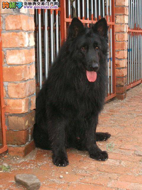 比利时牧羊犬有点厌食，精神差是什么问题