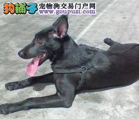 谁的名贵宠物犬走丢了，赶快来认领