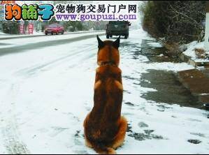 美国狗狗义务献血7年救助数百只同类