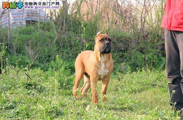 生活有规律 饲养卡斯罗犬幼犬应按照哪些原则