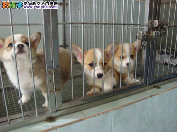 哪些食物会造成柯基犬的消化不良