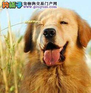 摄入营养需均衡 为什么不能给金毛犬摄入大量的蛋白质