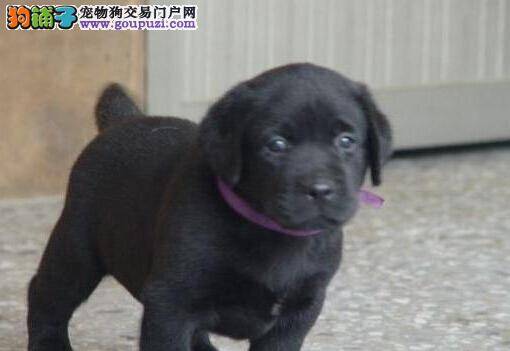 宠物小常识 如何照顾黄金季节的拉布拉多犬