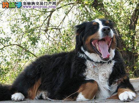 解析关于伯恩山犬选购的几点常识