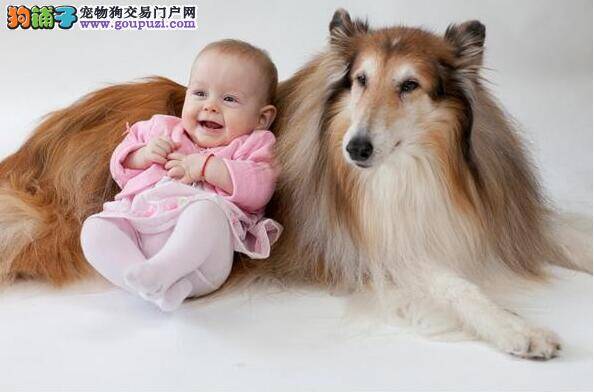 狗狗是全家人的减压治疗师 别让宝宝错过最好的玩伴