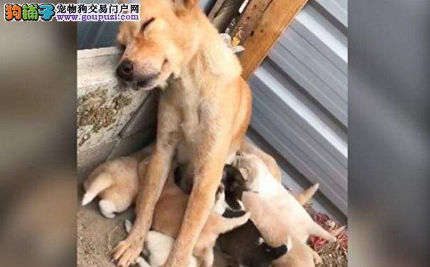 狗妈妈累瘫倒在墙边 为了孩子仍撑坐着哺乳