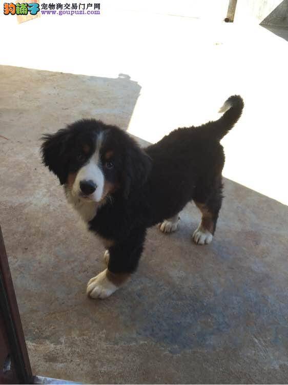 怎样让伯恩山犬学会拒吃陌生人的食物