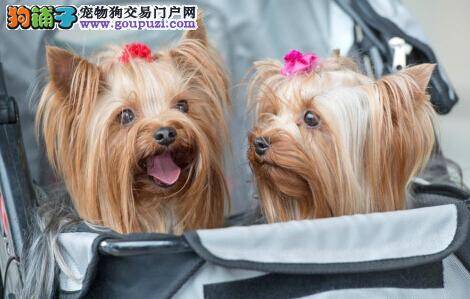 深圳开放狗狗主题公园 俨然是个五星级的家