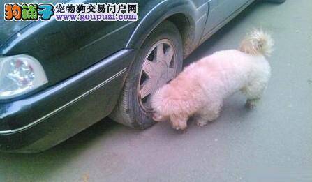 狗尿能腐蚀轮胎，真的是这样吗？