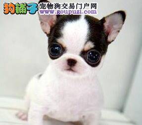 吉娃娃大量的脱毛这是正常反应吗