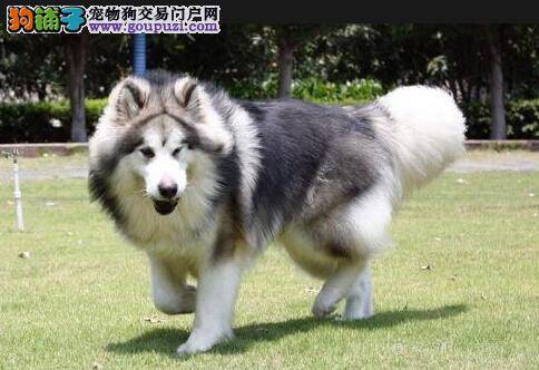 护理新生犬守则 照顾阿拉斯加犬幼犬要注意哪些事情