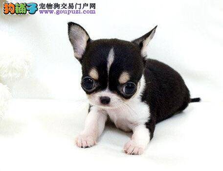 吉娃娃最近没精神，不爱动如何是好