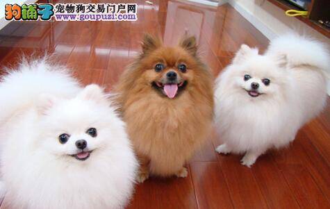 妊娠与分娩 博美犬母犬需经历的两个阶段