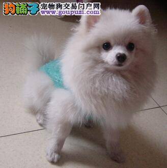 爱心提醒 如何提高主人给博美犬定期体检的意识