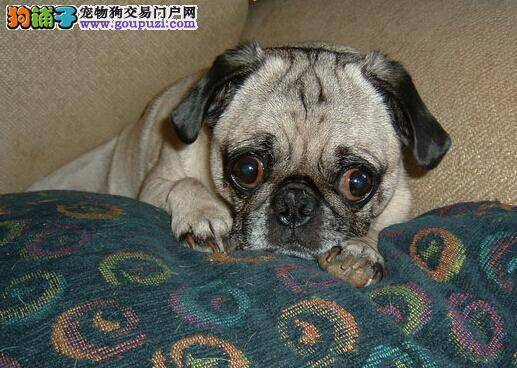 健康大百科 巴哥犬出现耳螨应如何应对